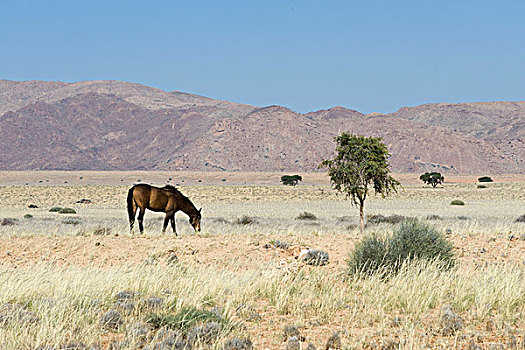 野马,纳米布沙漠,区域,纳米比亚,非洲