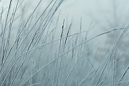 霜,遮盖,草