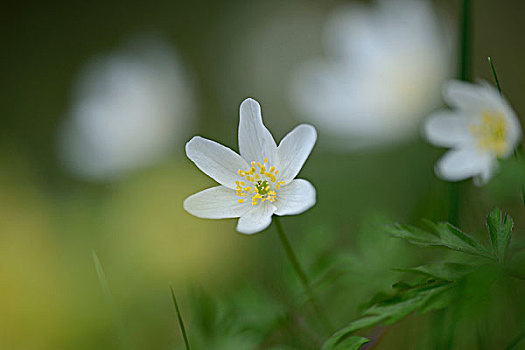 特写,白头翁,银莲花属,花,草地,巴伐利亚,德国