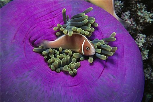 粉红海葵鱼,防护,触角,主人,华美,海葵,所罗门群岛