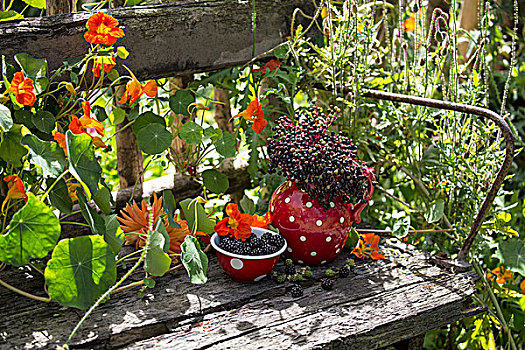 斑点,餐具,浆果,花,老,园凳