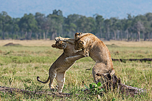 肯尼亚,马赛马拉,两个,幼狮,后面,向上,玩耍,争斗,马赛马拉国家保护区