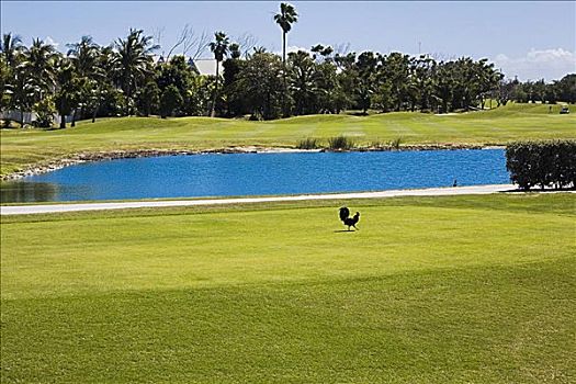 湖,高尔夫球场,基韦斯特,佛罗里达,美国