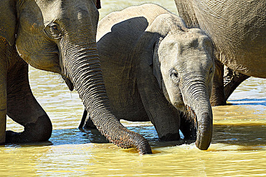 斯里兰卡,大象,象属,水,喝,国家公园,北方,中央省,亚洲