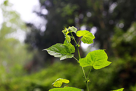 植物