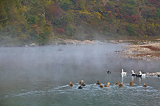 湖,水面,雾气,蒸腾,白雾,水蒸气,缥缈,仙境,灵性,家禽,鸭子,鹅,游动,自在,安静,自然,风光