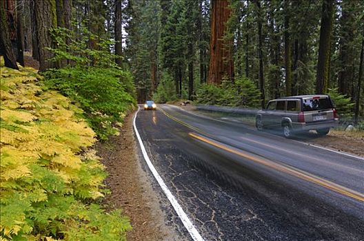 驾驶,汽车,停放,运动型多功能车,狭窄,公路,红杉国家公园,加利福尼亚,美国