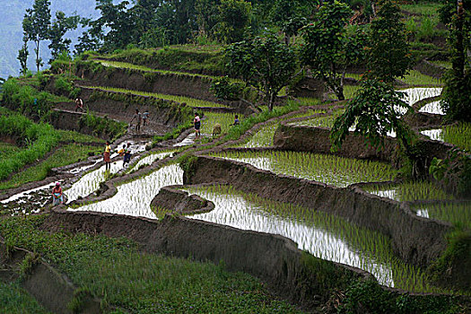 种植,稻米,印度
