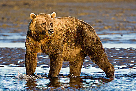 美国,阿拉斯加,沿岸,棕熊,银鲑,溪流,湖,国家公园