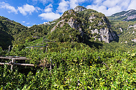 柠檬,培育,山,背景,自然保护区,阿马尔菲海岸,意大利