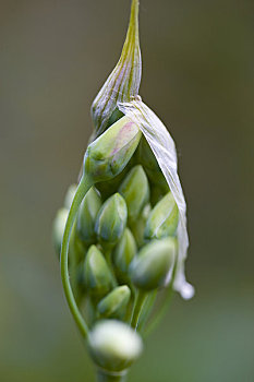 特写,野蒜,芽,葱属植物