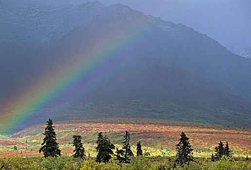 美国,阿拉斯加,彩虹,苔原,秋天,德纳里峰国家公园