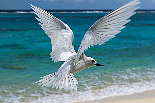 白燕鸥,阿尔巴,飞跃,海滩,环礁,夏威夷,背风群岛