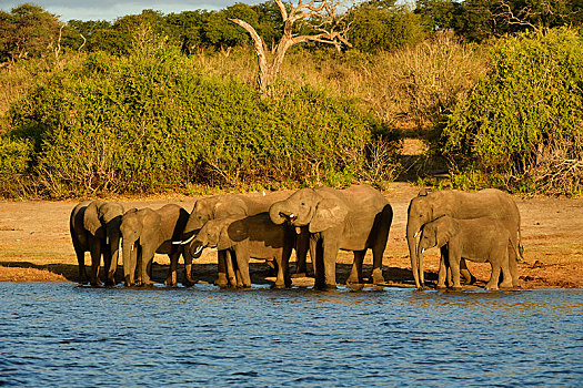 群,大象,非洲象,站立,水,喝,乔贝国家公园,博茨瓦纳,非洲