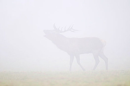 赤鹿,鹿属,象属,雾,发情期