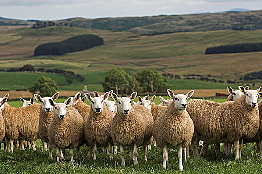 骡子,蓝色,公羊,苏格兰边境