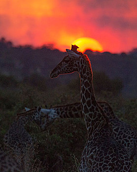 夕阳下的长颈鹿