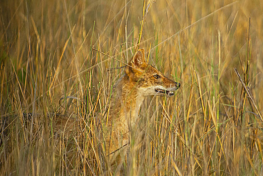 豺,犬属,喜玛拉雅,国家公园,印度