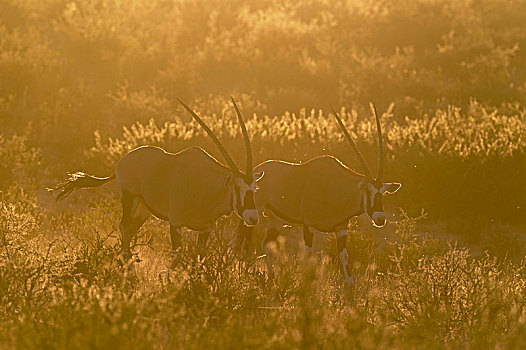 南非大羚羊,羚羊,早晨,亮光,卡拉哈里沙漠,卡拉哈迪大羚羊国家公园,南非,非洲