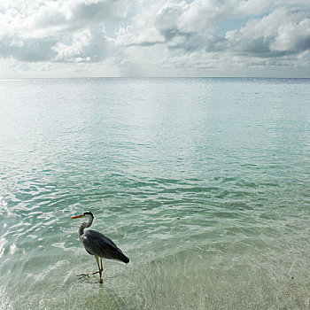 海鸟,岸边,环礁,马尔代夫