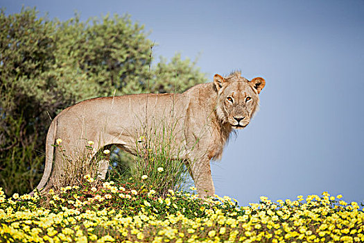 非洲狮,狮子,站立,黄色,藤,花,卡拉哈迪大羚羊国家公园,南非