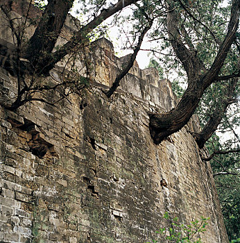 十三陵墙上长出的古树
