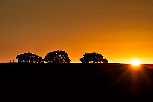 加利福尼亚,日落,剪影,橡树