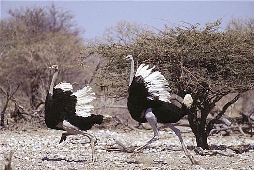 鸟,跑,雄性,鸵鸟,鸵鸟属,埃托沙国家公园,纳米比亚,非洲,动物