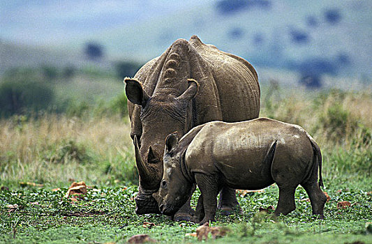 白犀牛,幼兽,南非