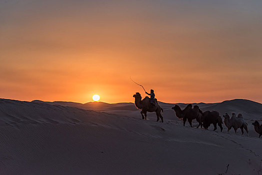 中国内蒙古夕阳下的沙漠骆驼队