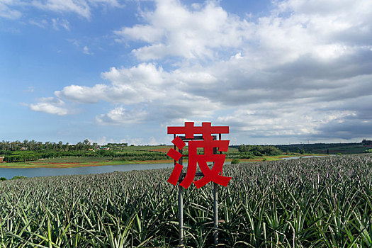 广东省湛江市徐闻县菠萝的海