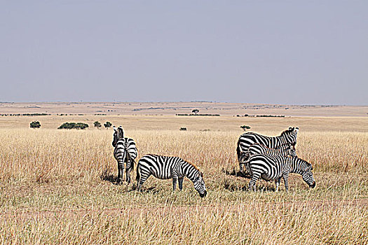 肯尼亚非洲大草原斑马