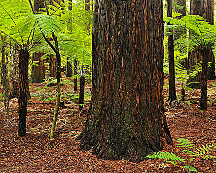 红杉,华卡雷瓦雷瓦,树林,靠近,罗托鲁瓦,丰盛湾,北岛,新西兰