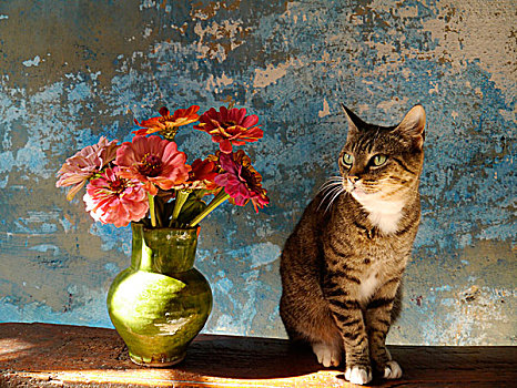 侧视图,虎斑猫,坐,靠近,花瓶,百日菊
