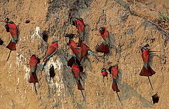 南方,深红色,食蜂鸟,巢,奥卡万戈三角洲,非洲