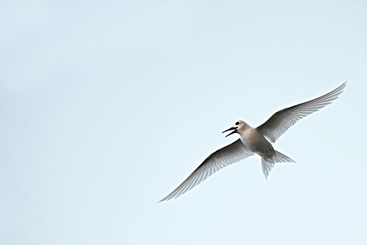 白燕鸥,阿尔巴,飞行