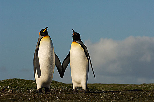 帝企鹅,一对,自愿角,东福克兰,岛屿,福克兰群岛