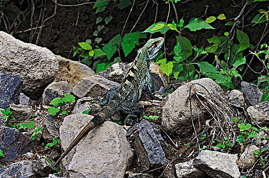 绿鬣蜥,省,哥斯达黎加,中美洲