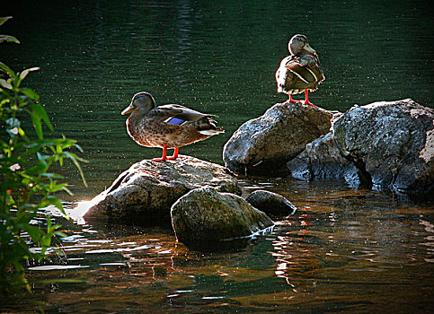 两只,鸭子,岩石上,生动,亮光,边缘,水