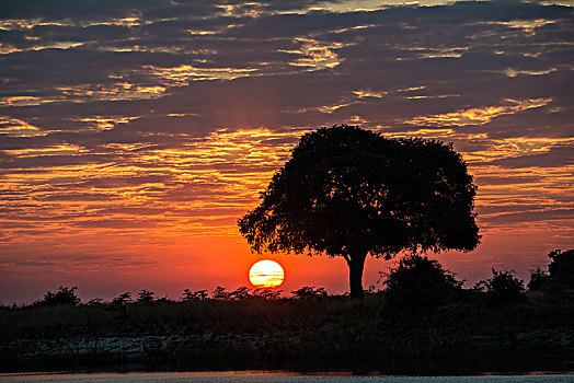 日出,后面,树,乔贝,河,乔贝国家公园,边界,博茨瓦纳,纳米比亚,非洲