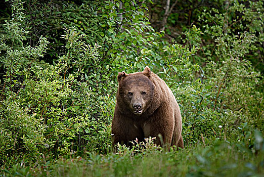 黑熊,美洲黑熊,国家公园,萨斯喀彻温,加拿大