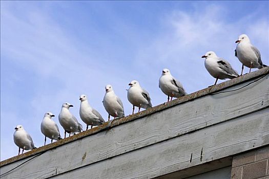 海鸥,坐,排列,屋顶