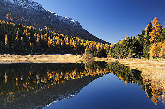 山,树林,湖,圣莫里茨,瑞士
