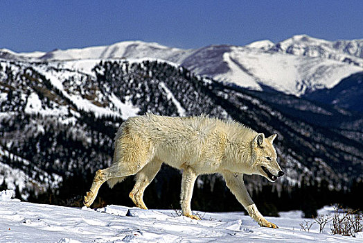 北极狼,狼,成年,走,雪中,山脉,阿拉斯加