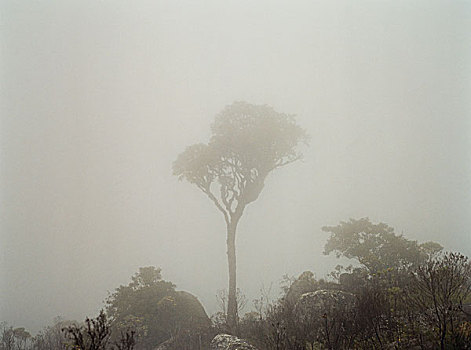 孤单,树,中心,前景,雾气,山,马拉维,非洲