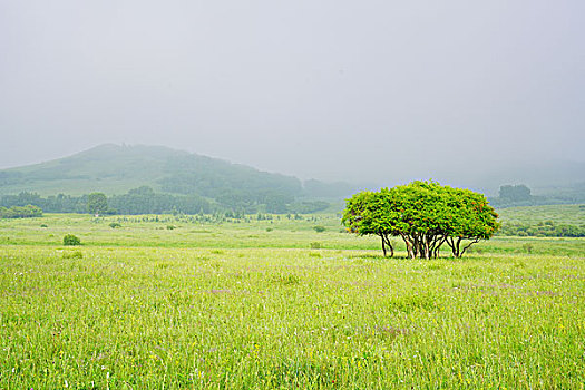 草原,牧场,高原,绿树,云雾