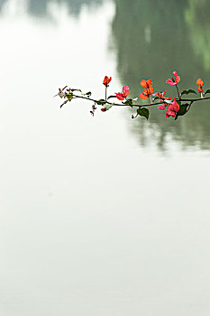 湖面上的勒杜鹃花