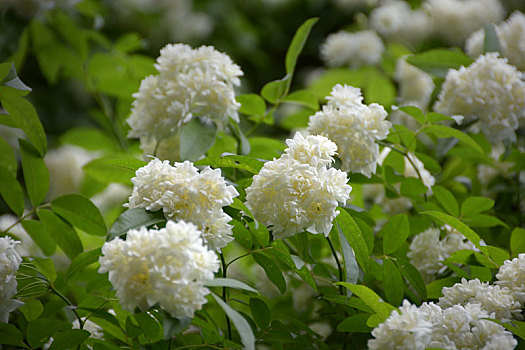 木香,木香花,白花,小白花