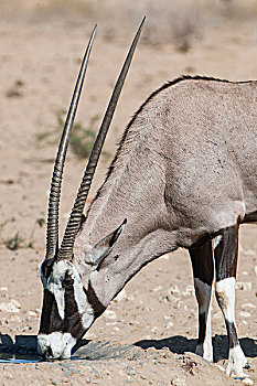 南非大羚羊,喝,水潭,卡拉哈迪大羚羊国家公园,北开普,南非,非洲