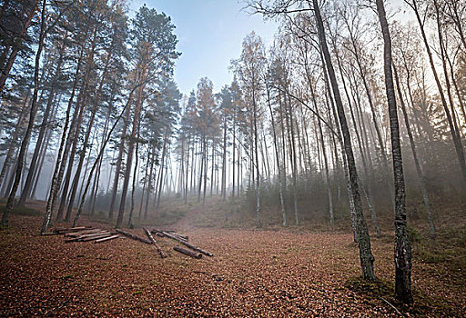 树林,林中空地,原木,秋天,雾状,早晨
